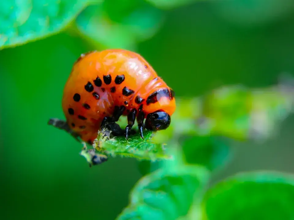 Larva mandelinky bramborové