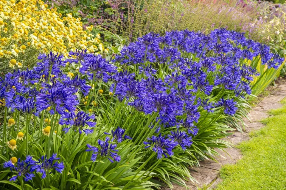 kalokvět (Agapanthus)