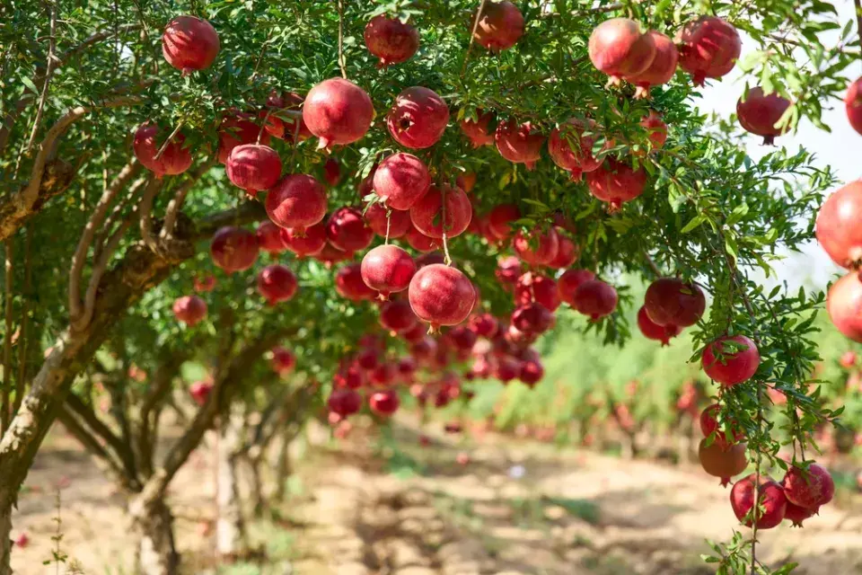 marhaník obecný (Punica granatum)
