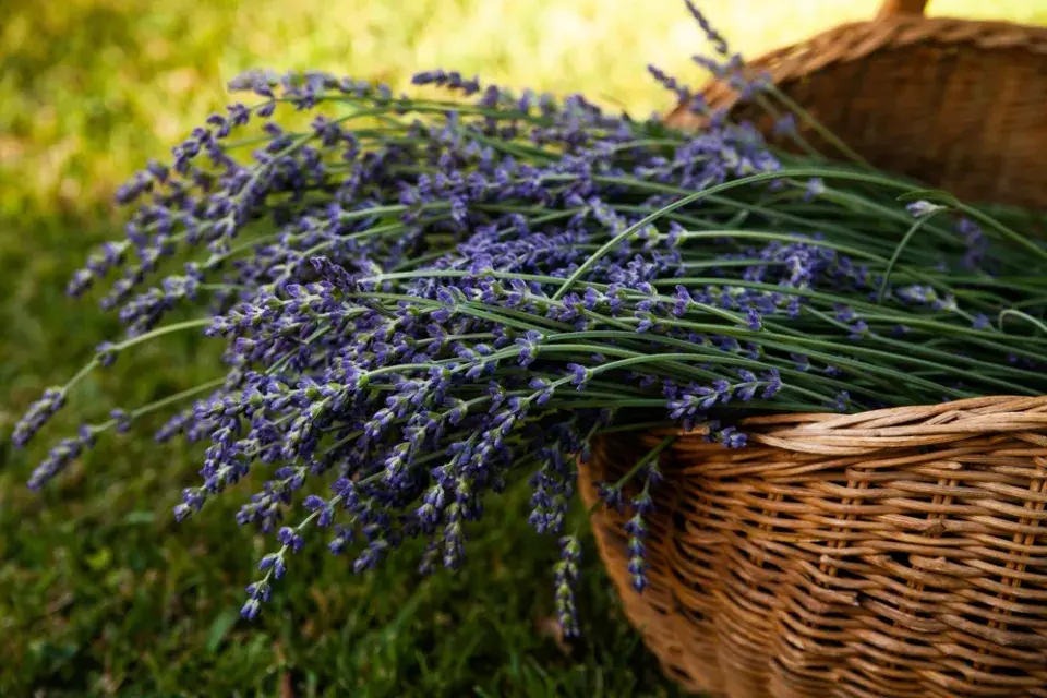 Sklizeň bylinek a jejich uchovávání na zimu