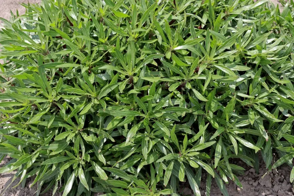 Pupalka missourská (Oenothera macrocarpa)