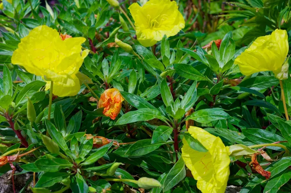 Pupalka missourská (Oenothera macrocarpa)