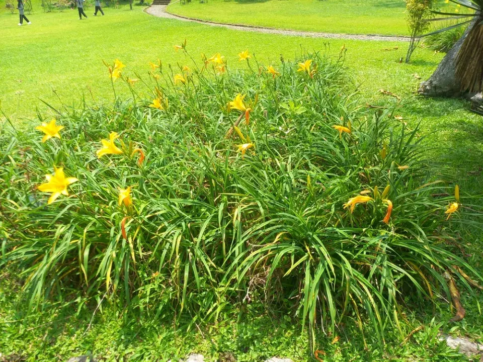 denivka citronová (Hemerocallis citrina)
