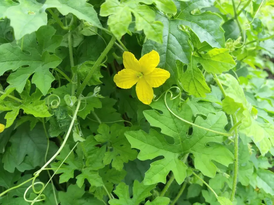 momordika (Momordica charantia)