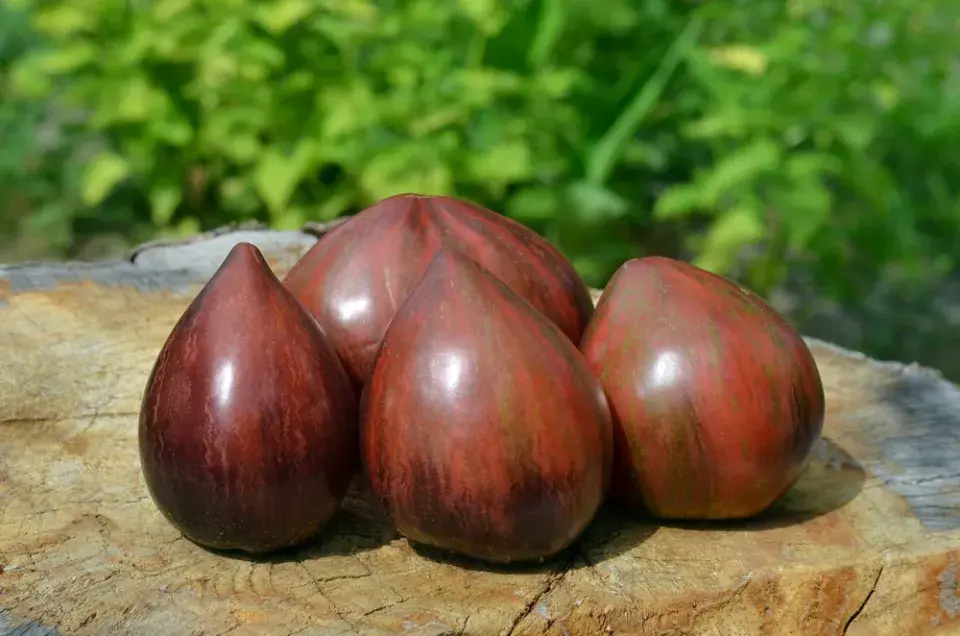 13 důvodů, proč rajčata pěstovat