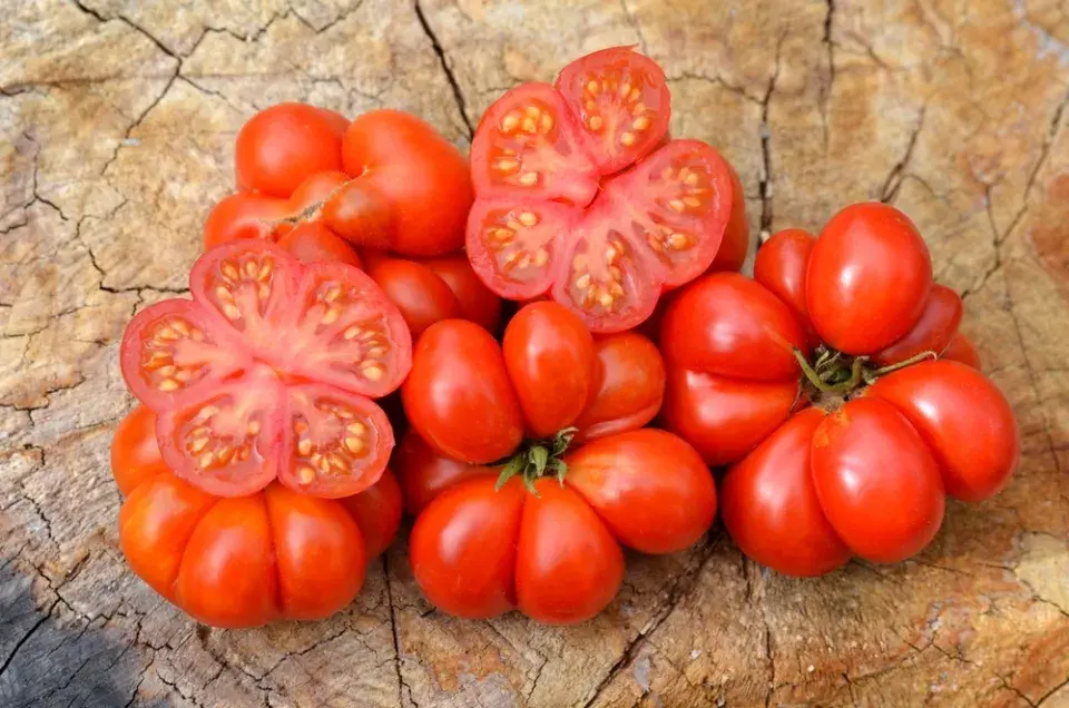 13 důvodů, proč rajčata pěstovat