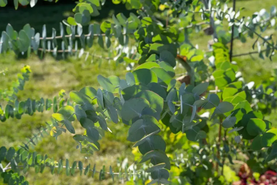 Eukalyptus