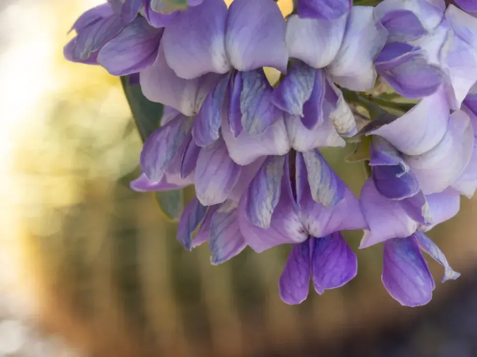 Texaský horský vavřín (Dermatophyllum secundiflorum)