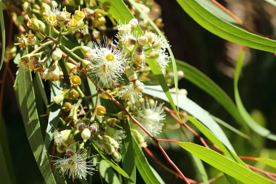 Květy u Eucalyptus citriodora