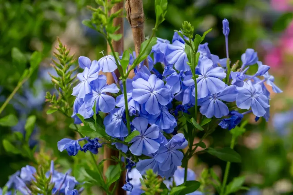 olověnec ouškatý (Plumbago auriculata)