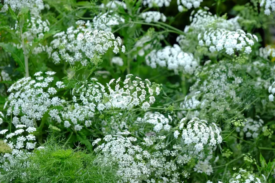 Pakmín (Ammi)