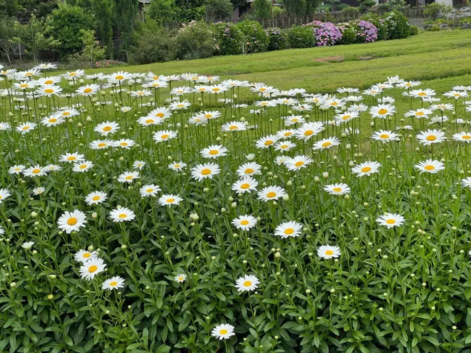Kopretina velkokvětá (Leucanthemum maximum)