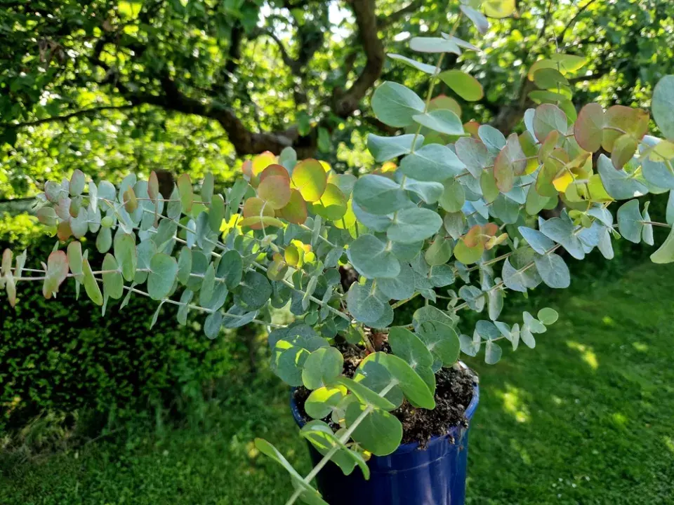 Eukalyptus pěstujte v nádobě