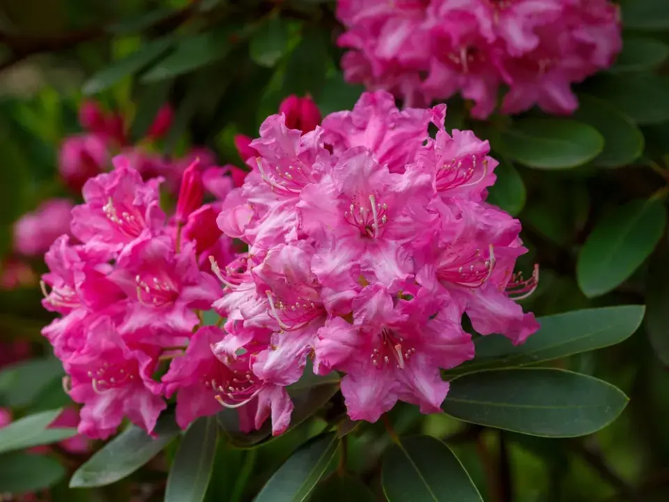 Rododendrony