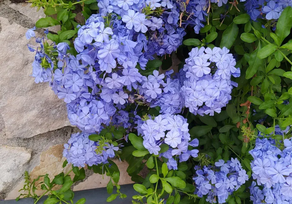 olověnec ouškatý (Plumbago auriculata)