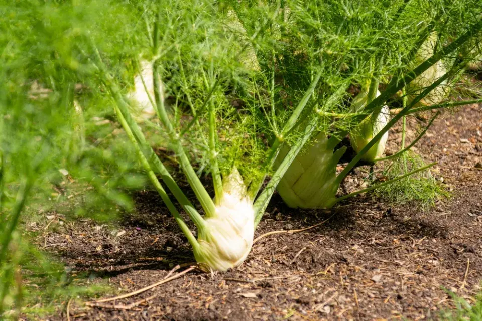 Rostliny, které se doporučují proti hadům na zahradě