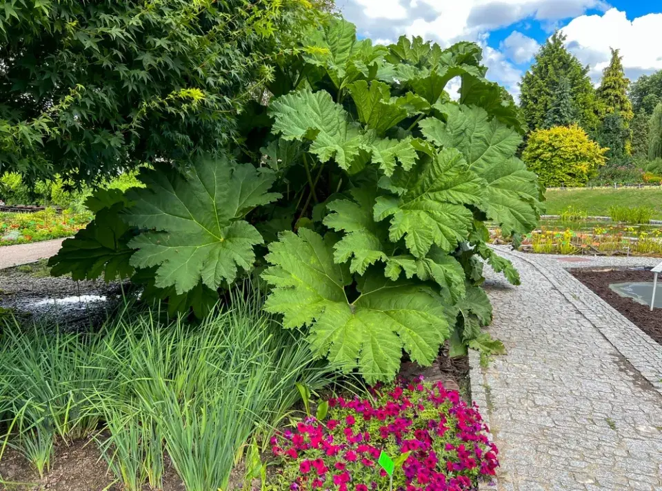 Barota rukávovitá (Gunnera manicata)