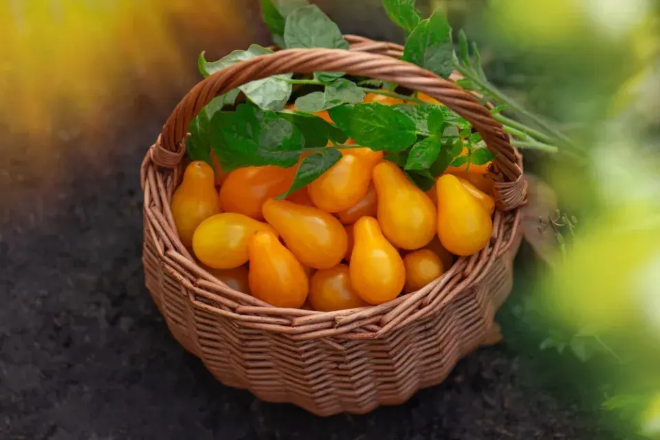 13 důvodů, proč rajčata pěstovat