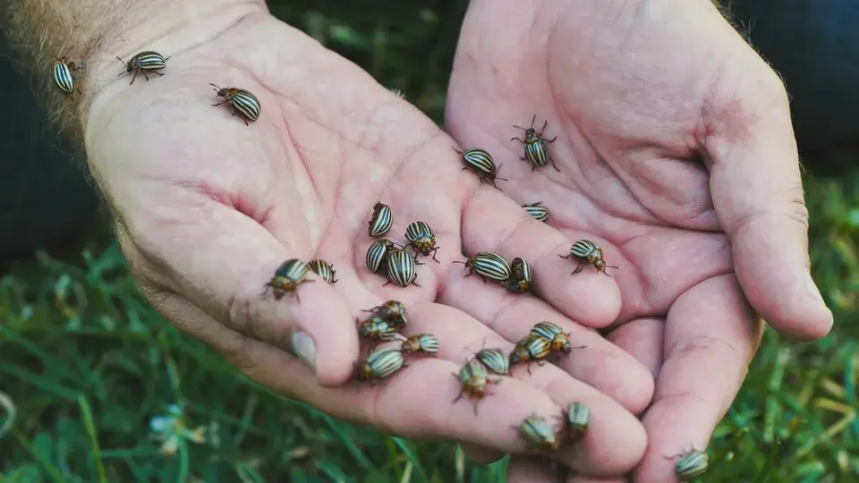 Červenec na zahradě není vůbec o lenošení na slunci