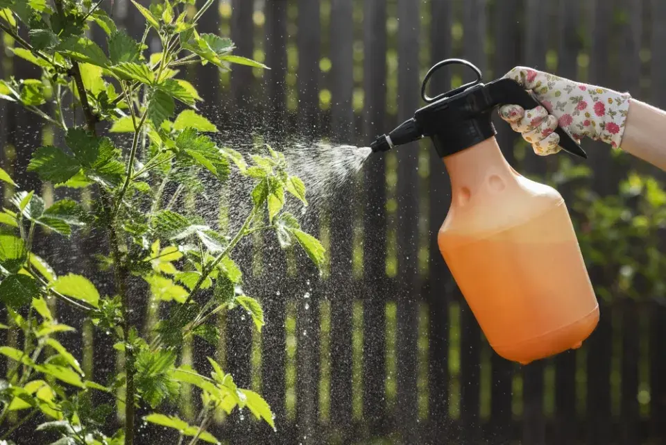 Zničený trávník a záhon po herbicidu – jak poznat škody a co zdokumentovat