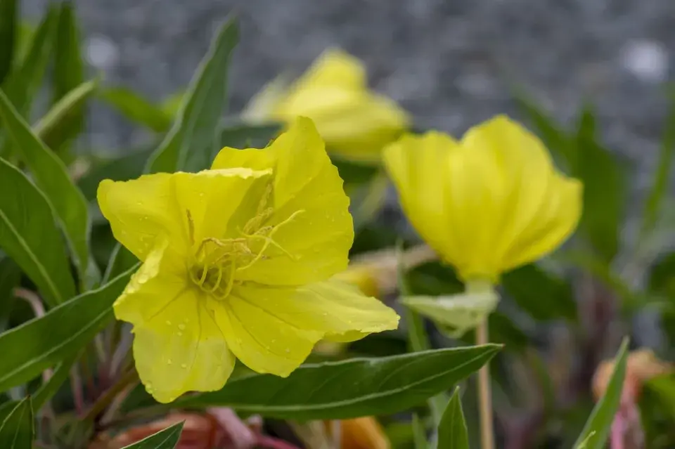 Pupalka missourská (Oenothera macrocarpa)