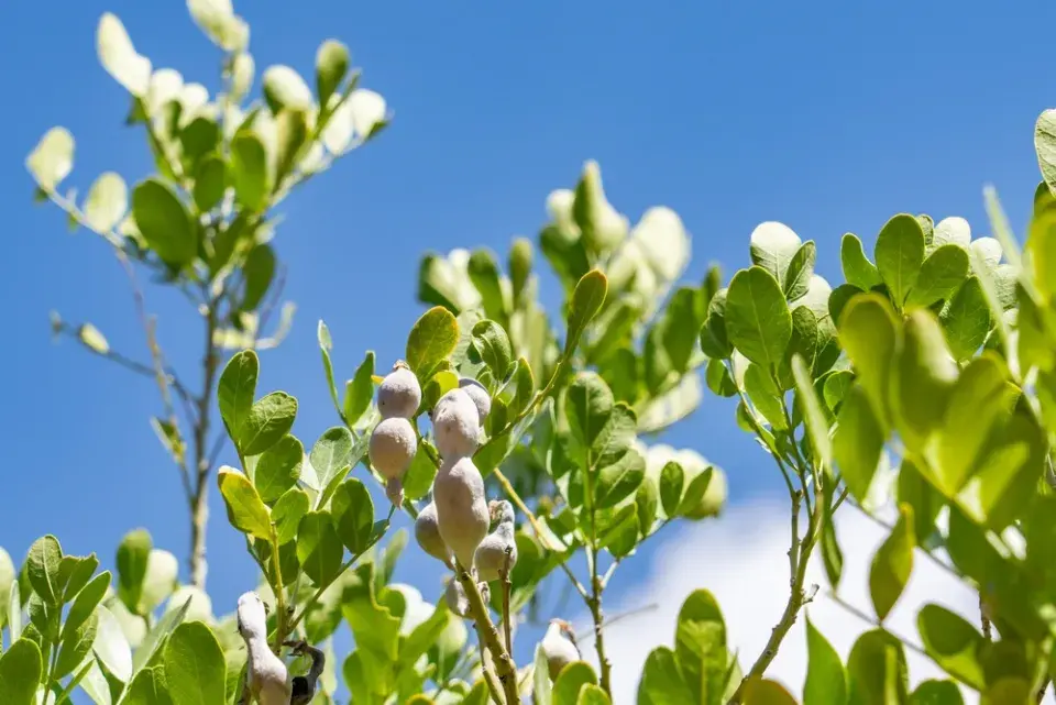 Texaský horský vavřín (Dermatophyllum secundiflorum)