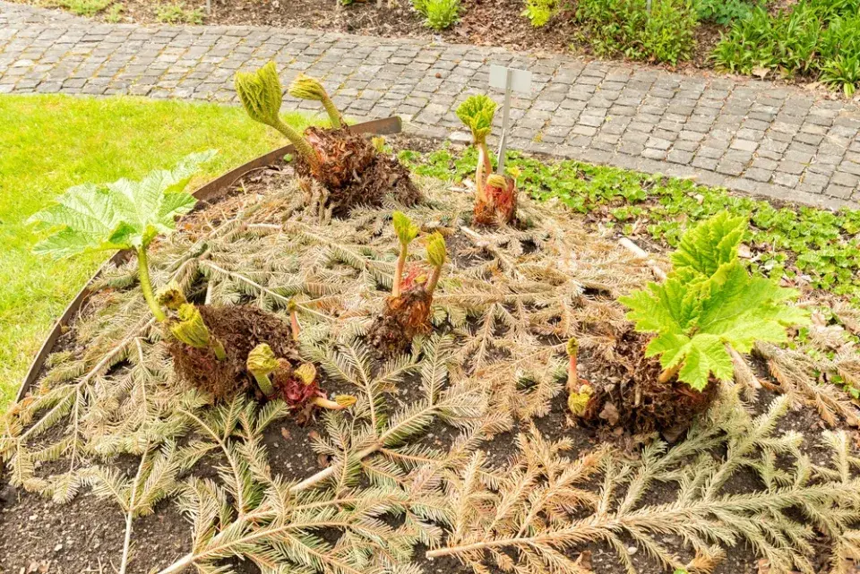 Barota rukávovitá (Gunnera manicata)