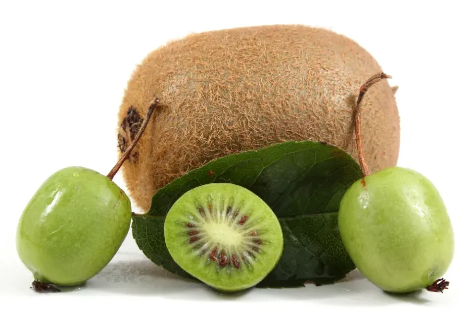 Mrazuvzdorné kiwi