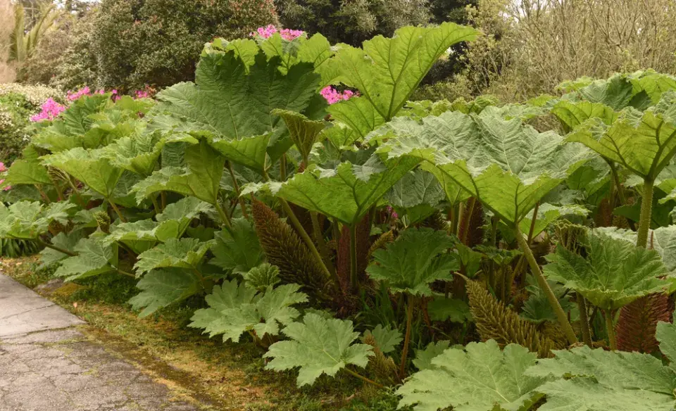 Barota rukávovitá (Gunnera manicata)