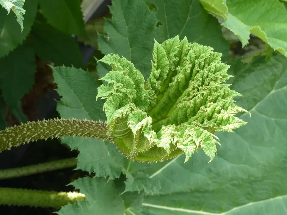 Barota rukávovitá (Gunnera manicata)
