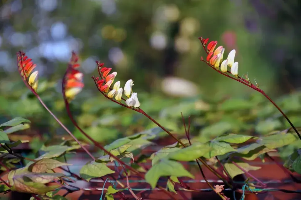 povíjnice laločnatá (Ipomoea lobata, dříve Mina lobata)
