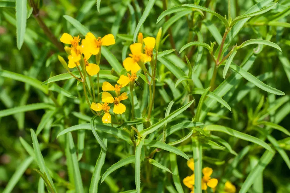 afrikán mexický (Tagetes lucida)