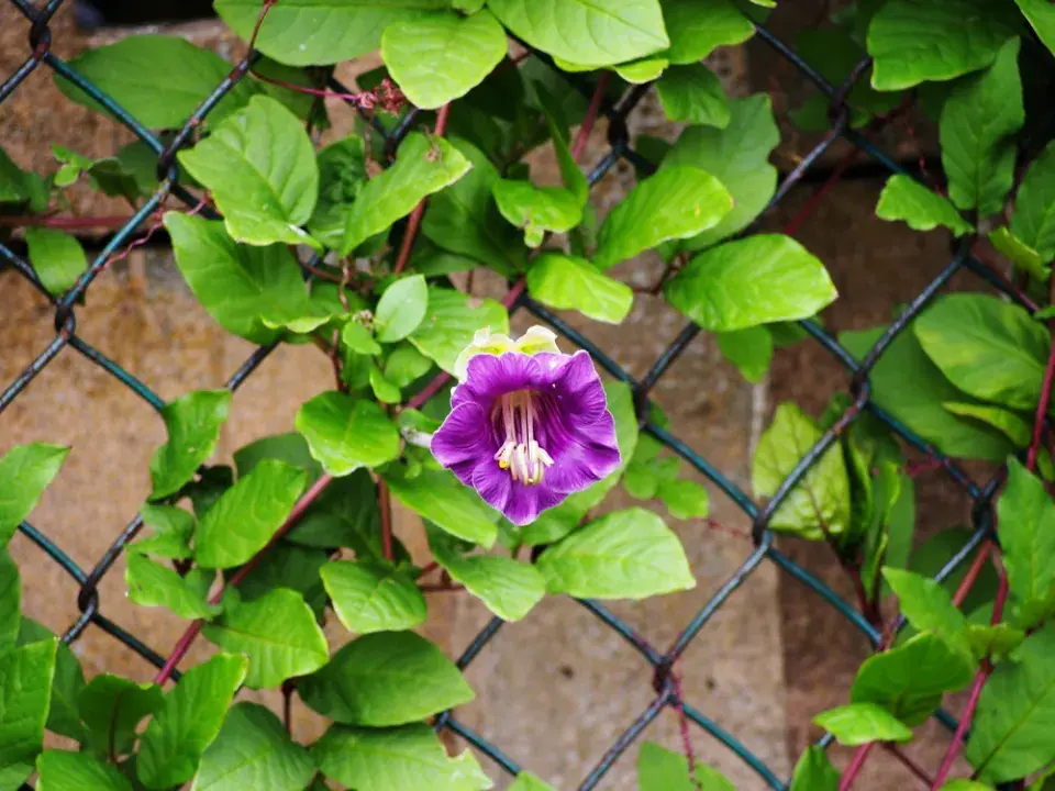 Vilec šplhavý neboli kobea (Cobaea scandens)