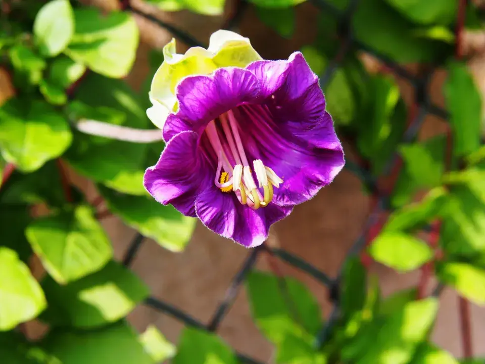 Vilec šplhavý neboli kobea (Cobaea scandens)