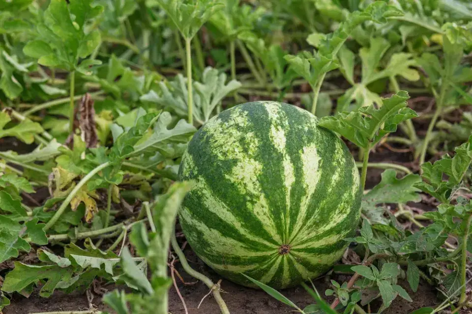 Pěstování melounu