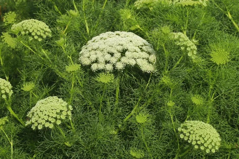 Pakmín (Ammi)