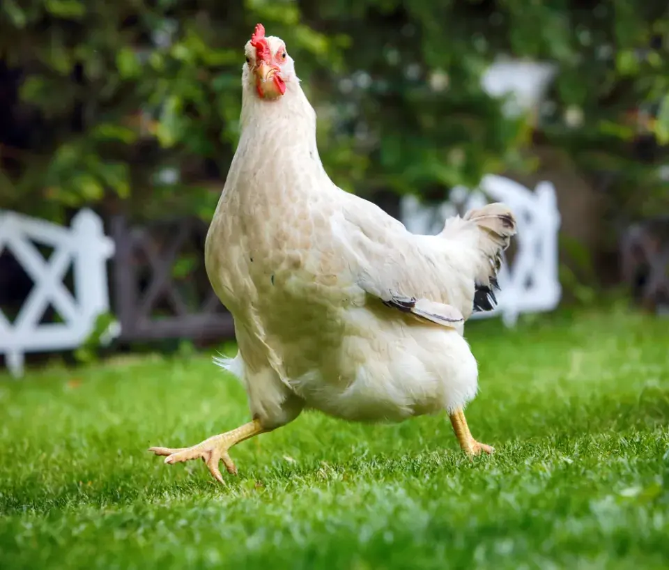 Přehřátí slepic a první pomoc pro ně
