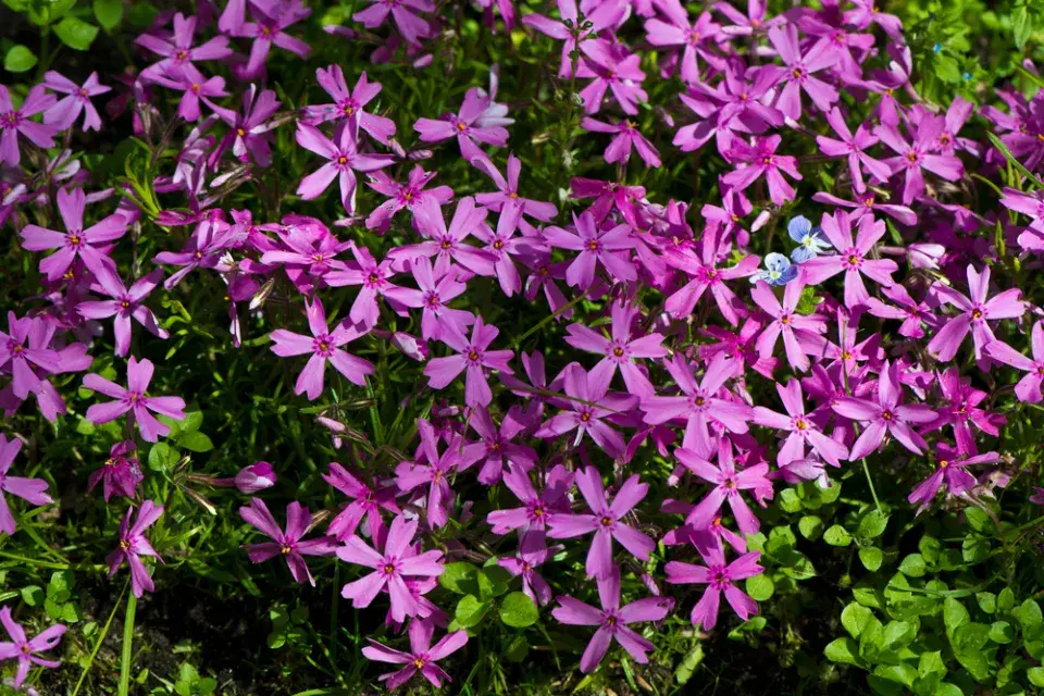 Plamenka (Phlox sp.) šídlovitá