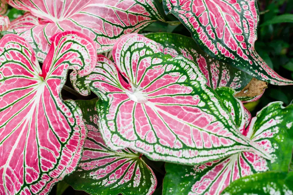 Péče o caladium