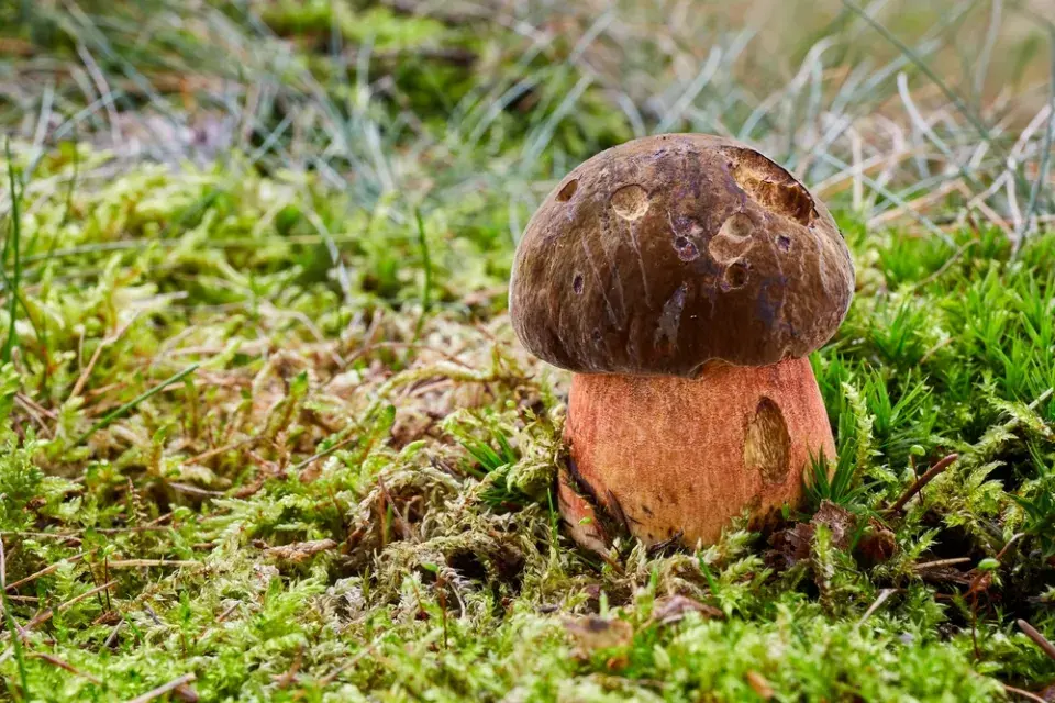 Konec července přeje houbařům. Zjistěte, jaké houby právě rostou