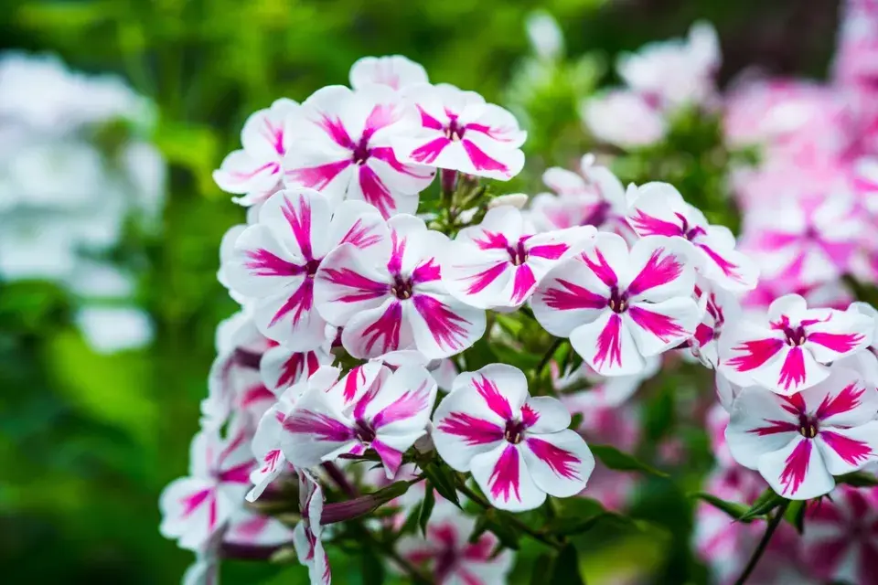 plamenka latnatá, flox (Phlox paniculata) 