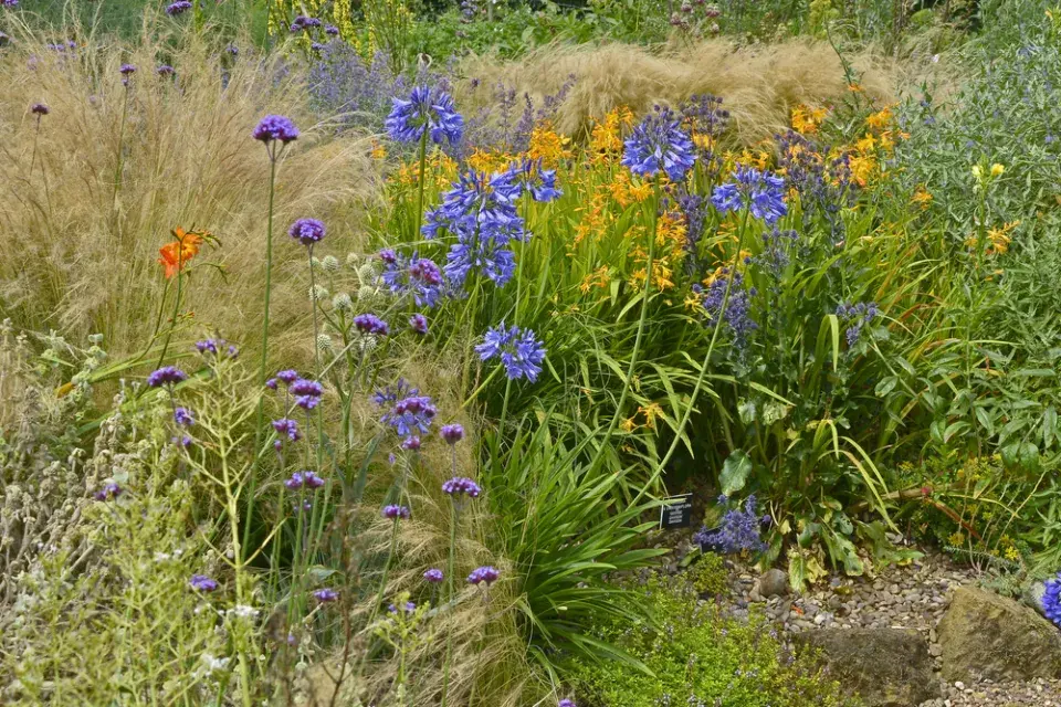 kalokvět (Agapanthus)