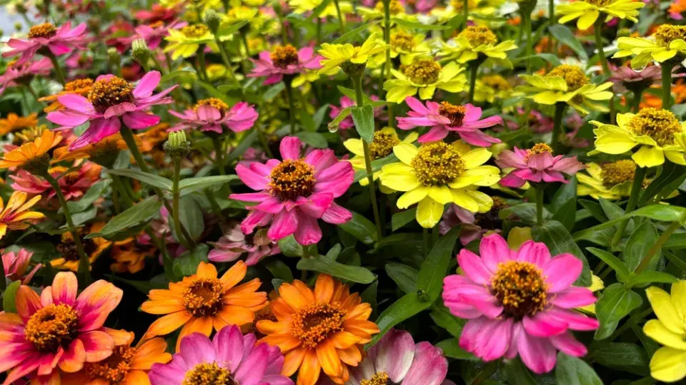 Zinnia elegans