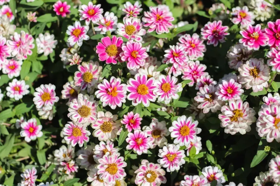 Zinnia elegans