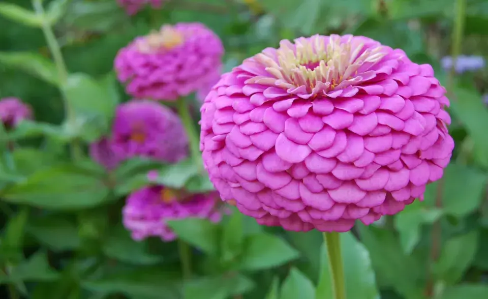 Zinnia elegans