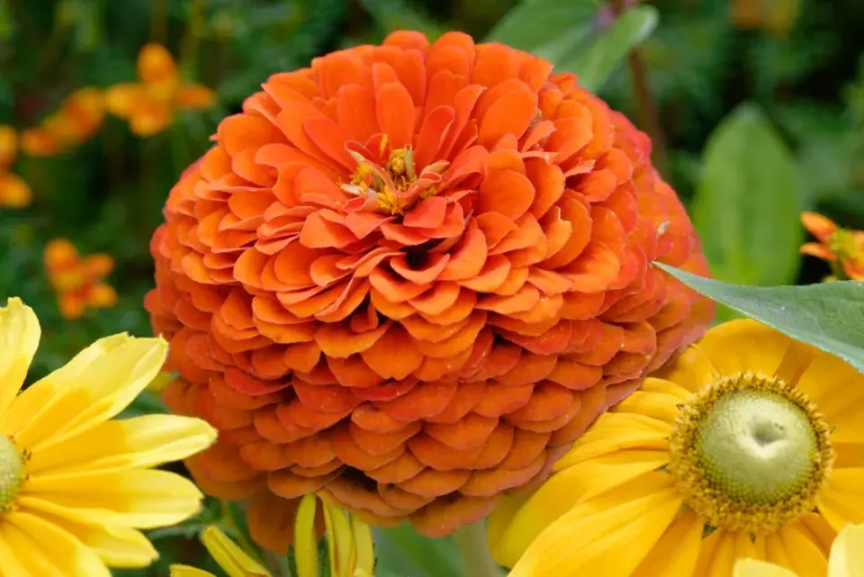 Zinnia elegans