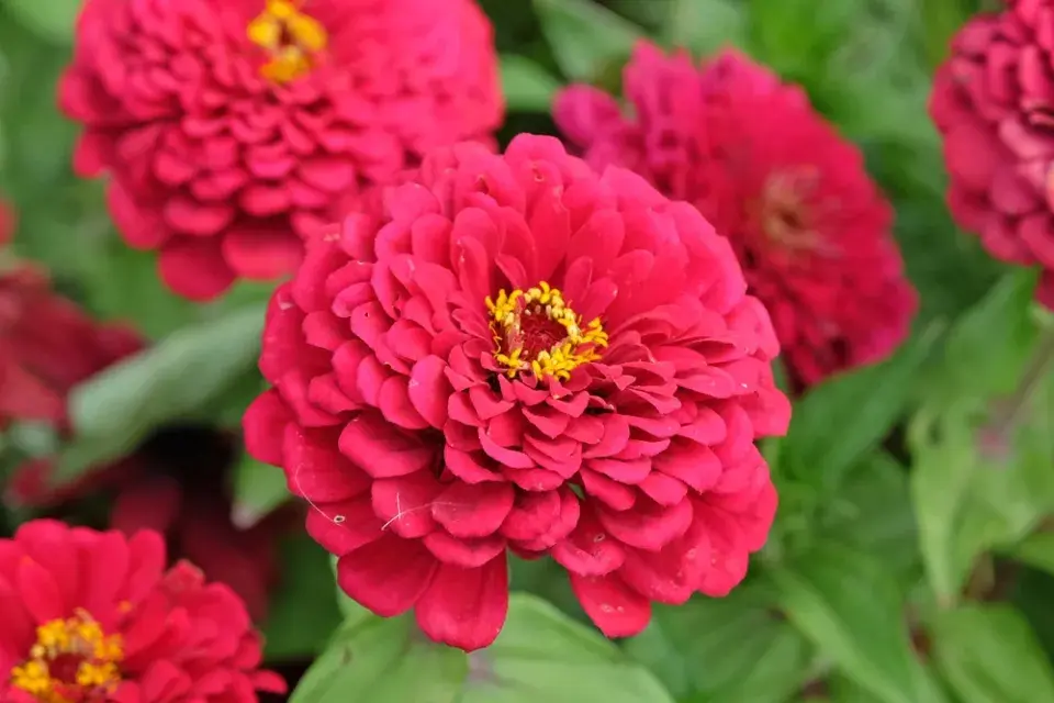 Zinnia elegans