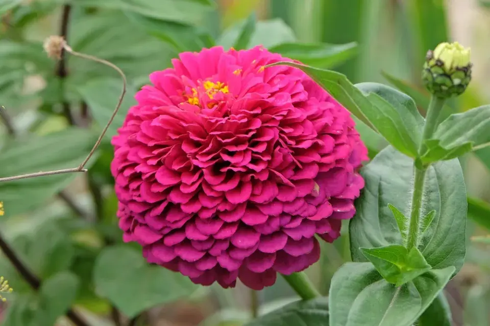 Zinnia elegans
