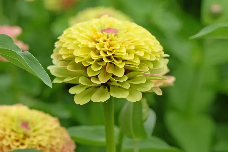 Zinnia elegans