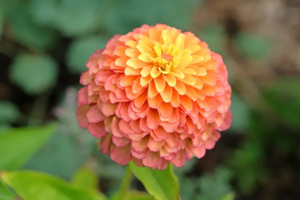 Zinnia elegans